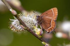Callophrys johnsoni