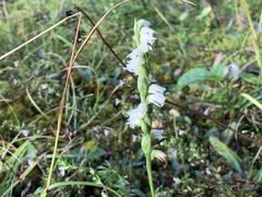 Spiranthes casei