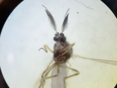 Chironomoidea