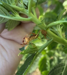 Chondrocera laticornis