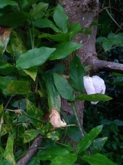 Centrosema arenicola