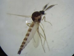 Chironomoidea
