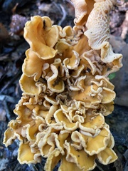 Cantharellus lateritius