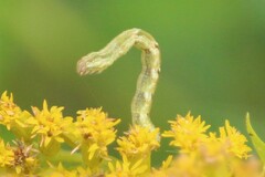 Eupithecia absinthiata