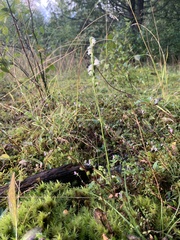 Spiranthes casei