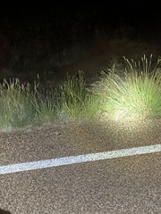 Dipodomys spectabilis