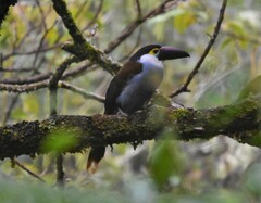 Andigena nigrirostris