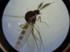 Chironomoidea
