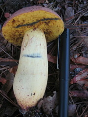 Pulchroboletus rubricitrinus image