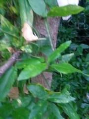 Centrosema arenicola