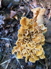 Cantharellus lateritius