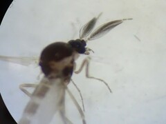 Chironomoidea