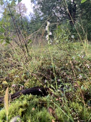 Spiranthes casei