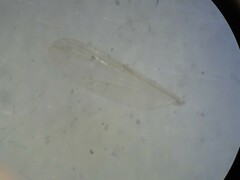 Chironomoidea