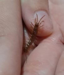Lithobius forficatus