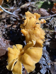 Cantharellus lateritius