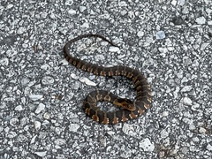 Nerodia fasciata