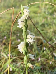 Spiranthes casei