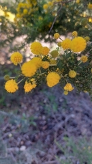 Acacia pulchella