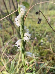 Spiranthes casei