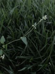 Fallopia