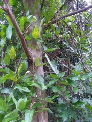 Centrosema arenicola