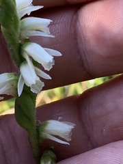 Spiranthes casei
