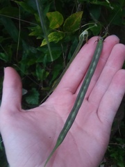 Centrosema arenicola