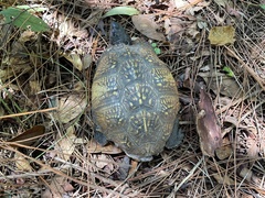 Terrapene carolina major