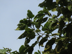Trema micrantha
