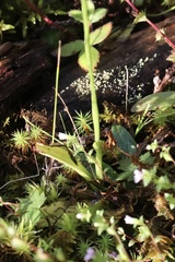 Spiranthes casei