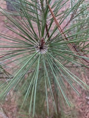 Pinus taeda