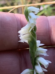 Spiranthes casei