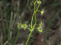 Drosera