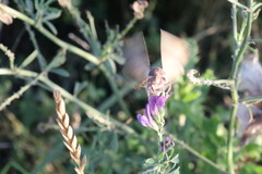 Anagrapha falcifera