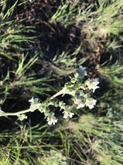 Oreocarya suffruticosa