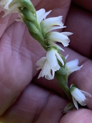 Spiranthes casei