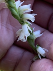 Spiranthes casei