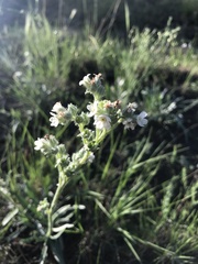 Oreocarya suffruticosa