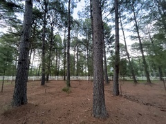 Pinus taeda