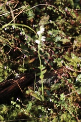 Spiranthes casei