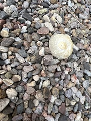 Agaricus deserticola