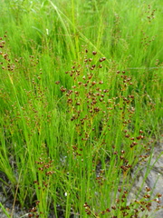 Juncus brachycephalus