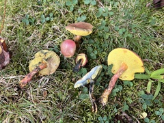 Hortiboletus