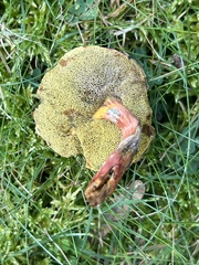 Hortiboletus