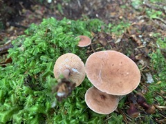 Lactarius camphoratus