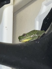 Hyla gratiosa