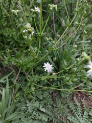 Moscharia pinnatifida