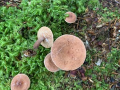 Lactarius camphoratus