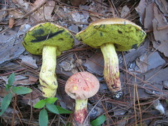 Pulchroboletus rubricitrinus image
